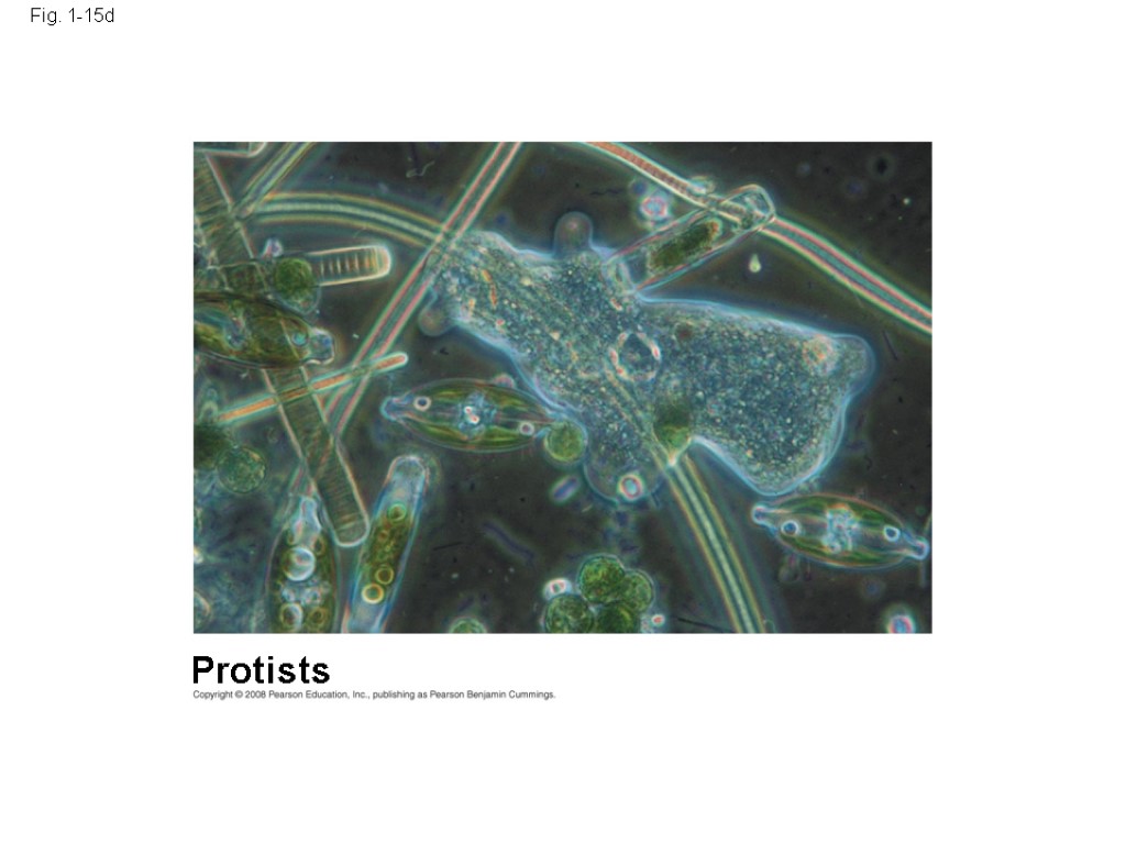 Fig. 1-15d Protists